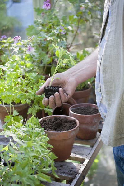 Gardener works in potting shed