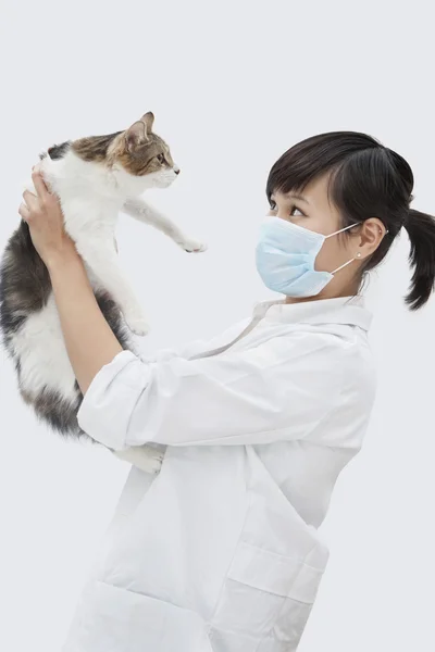 Vétérinaire femelle tenant le chat — Photo