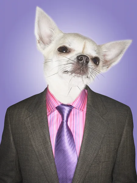 Chihuahua vestido homem de negócios — Fotografia de Stock