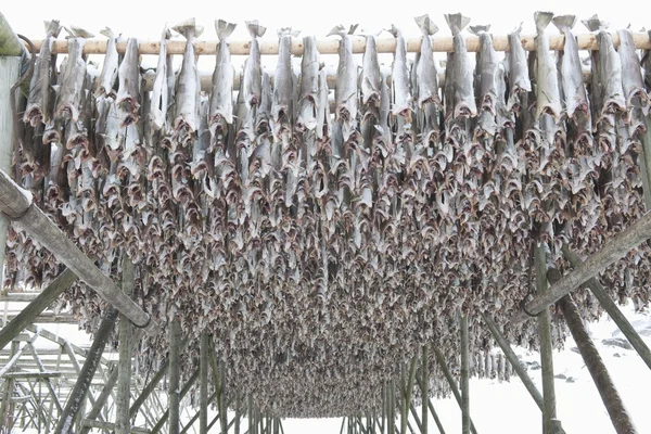 Stockfish sušená treska — Stock fotografie