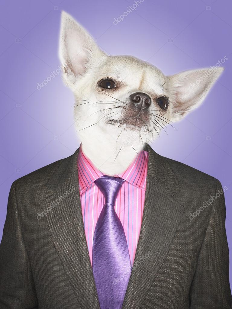Vetement chihuahua male hotsell