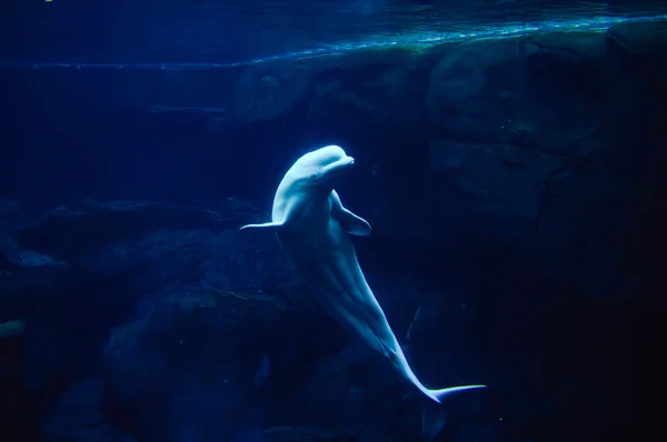 Ballena blanca bajo el agua en Atlanta acuario grande, Georgia, EE.UU. —  Fotos de Stock