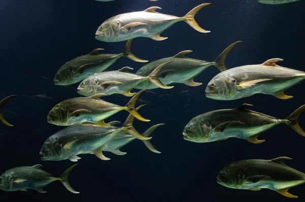 Undervater dünyanın en büyük akvaryum Atlanta Georgia'da balık shoal