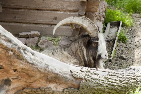 Rest of a goat near the house — Stock Photo, Image