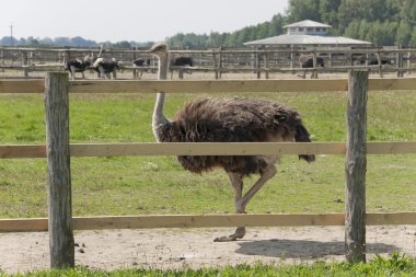 bir devekuşu, yürüyüş