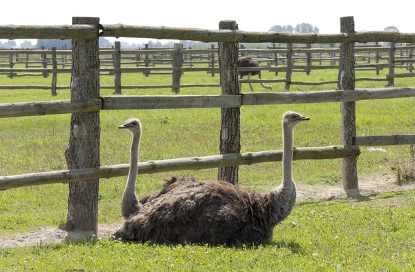 Resto de avestruzes — Fotografia de Stock