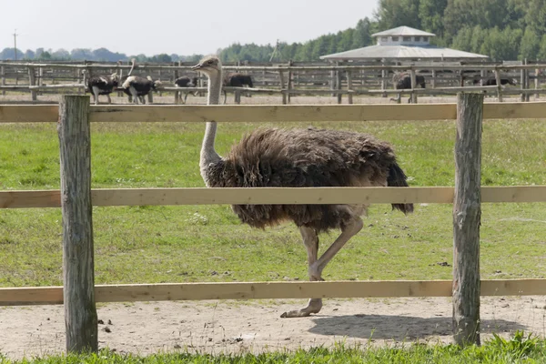 Caminhada de uma avestruz — Fotografia de Stock