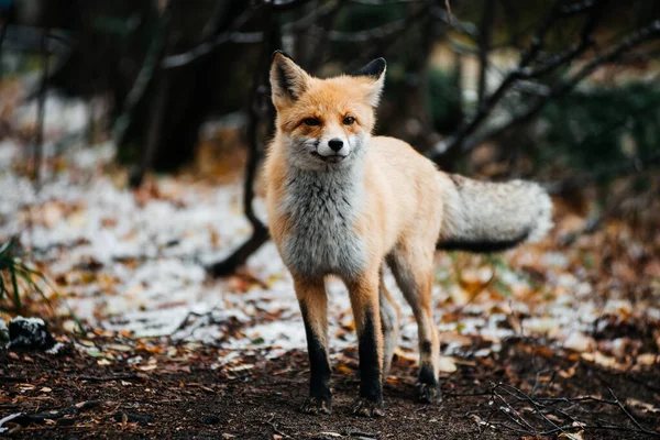 red fox stands in the autumn October forest