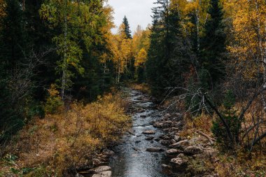 Sonbahar, Ekim, dağ nehri, sarı huş ağaçları