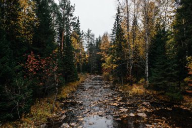 Sonbahar, Ekim, dağ nehri, sarı huş ağaçları