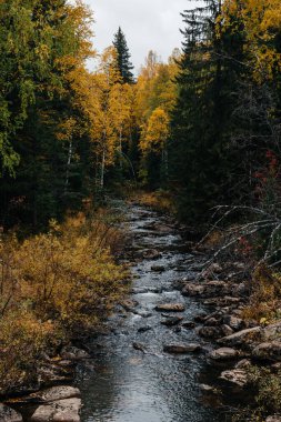 Sonbahar, Ekim, dağ nehri, sarı huş ağaçları