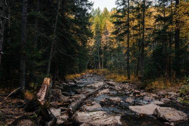 Sonbahar, Ekim, dağ nehri, sarı huş ağaçları