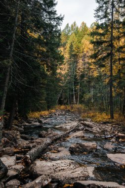 Sonbahar, Ekim, dağ nehri, sarı huş ağaçları