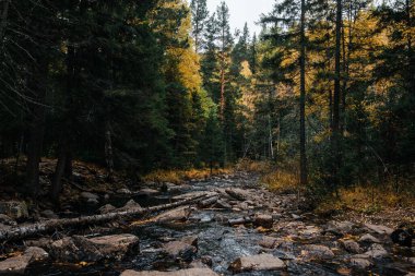 Sonbahar, Ekim, dağ nehri, sarı huş ağaçları