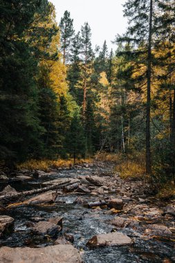 Sonbahar, Ekim, dağ nehri, sarı huş ağaçları