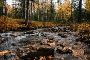 Sonbahar, Ekim, dağ nehri, sarı huş ağaçları