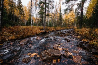 Sonbahar, Ekim, dağ nehri, sarı huş ağaçları