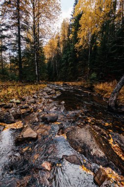 Sonbahar, Ekim, dağ nehri, sarı huş ağaçları