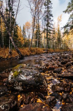 Sonbahar, Ekim, dağ nehri, sarı huş ağaçları