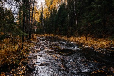 Sonbahar, Ekim, dağ nehri, sarı huş ağaçları