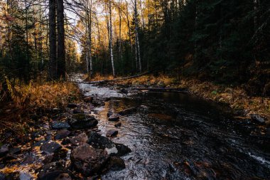 Sonbahar, Ekim, dağ nehri, sarı huş ağaçları