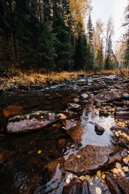 Sonbahar, Ekim, dağ nehri, sarı huş ağaçları