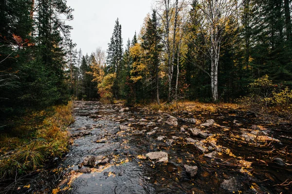 Podzim Říjen Horská Řeka Žluté Břízy Kolem — Stock fotografie