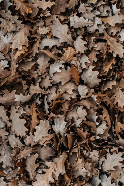 Autumn Lots Dried Oak Leaves — Fotografia de Stock