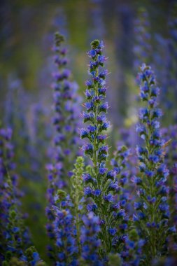 Tarlada çok sayıda mor çiçek yetişiyor.