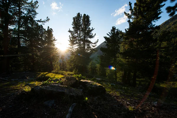 Häst Betar Altai Bergen Gryningens Milda Strålar — Stockfoto