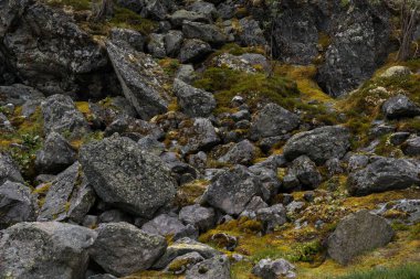 Yeşil yosunlarla kaplanmış dev taşlar.