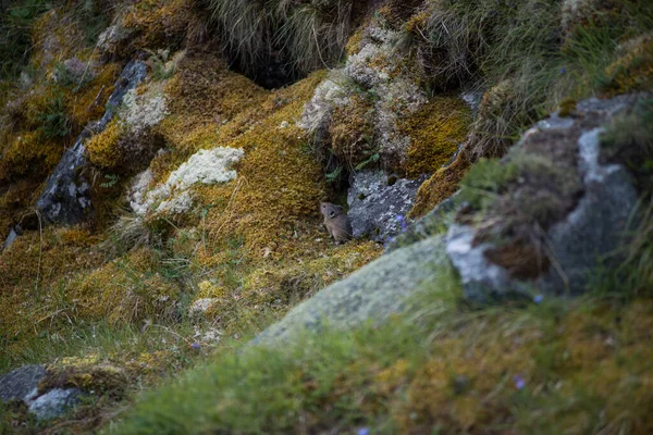Huge Stones Overgrown Green Moss — Stock Photo, Image