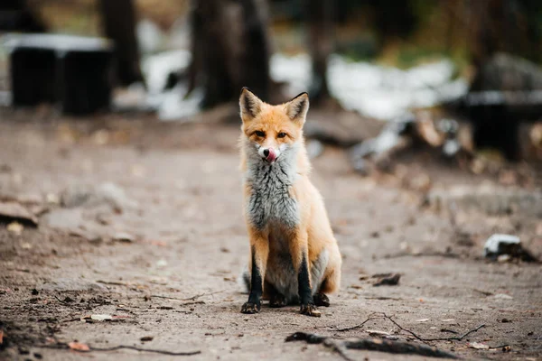 a red fox in an autumn forest covered with a small layer of snow