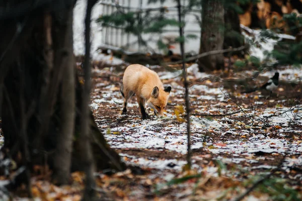 Egy Vörös Róka Egy Őszi Erdőben Borított Egy Kis Réteg Stock Fotó