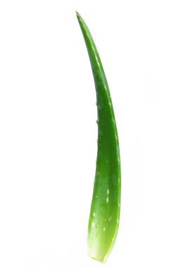 aloe vera üzerinde beyaz izole