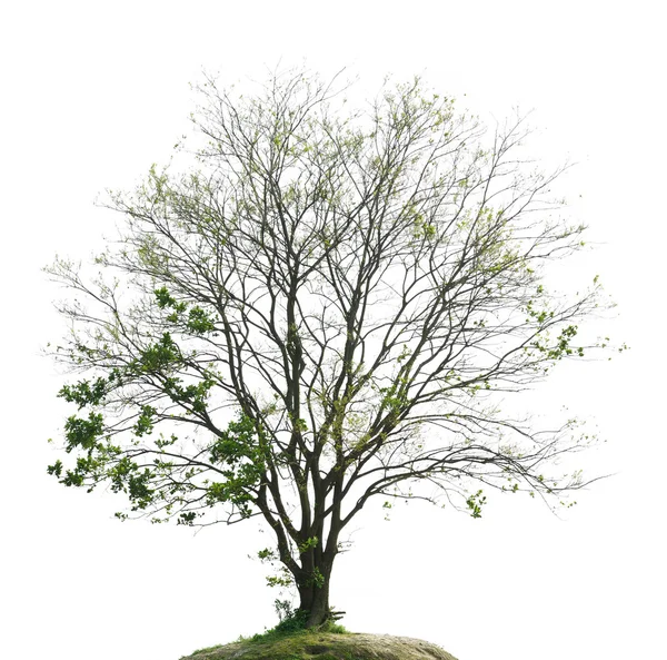 Bahar, ağaçlar Filiz