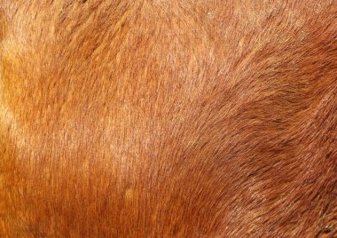 kahverengi dokulu sığır derisi