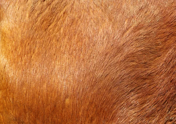 kahverengi dokulu sığır derisi