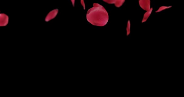 Rose Petals Fall Slow Motion Video Overlay Isolated Black — Stock Video