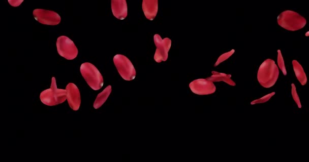 Pétales Rose Volant Tombant Dans Air Pour Superposition Fond Transparent — Video