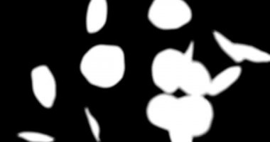 gül yaprakları video kaplaması için yavaş çekimde düşer, mat katman.