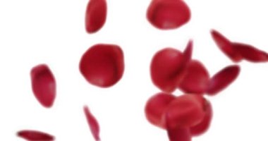 gül yaprakları beyaz arkaplanda video kaplaması için yavaş çekimde düşer.