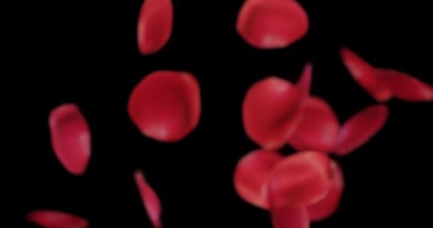 Rose Petals Fall Slow Motion Video Overlay Black Background — Stock Video