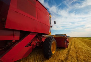 Buğday tarlasında çalışan birleştirici