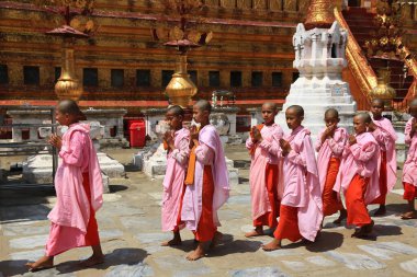 Shwezigon Pagoda, Myanmar 'daki acemilerle geçit töreni.