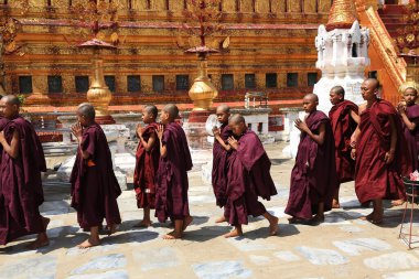 Shwezigon Pagoda, Myanmar 'daki acemilerle geçit töreni.