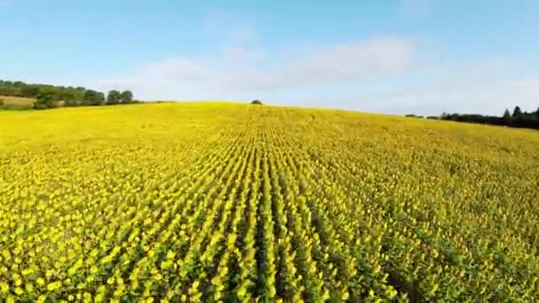 Vol Dessus Champ Tournesol Par Beau Temps — Video