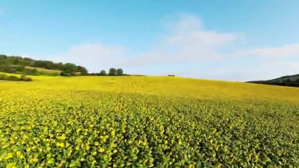 Flug Über Ein Sonnenblumenfeld Bei Gutem Wetter — Stockvideo