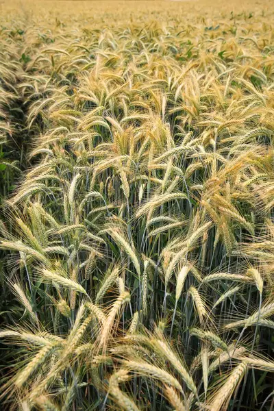 Barley Field Summer Harvest — Stock Photo, Image