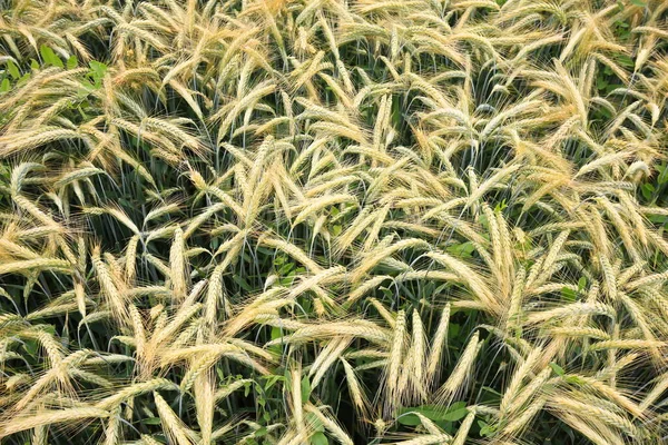 Barley Field Summer Harvest — Stock Photo, Image